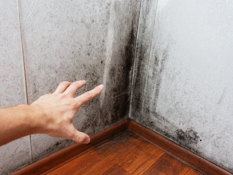 Hand reaching toward moldy corner walls above a wooden floor.