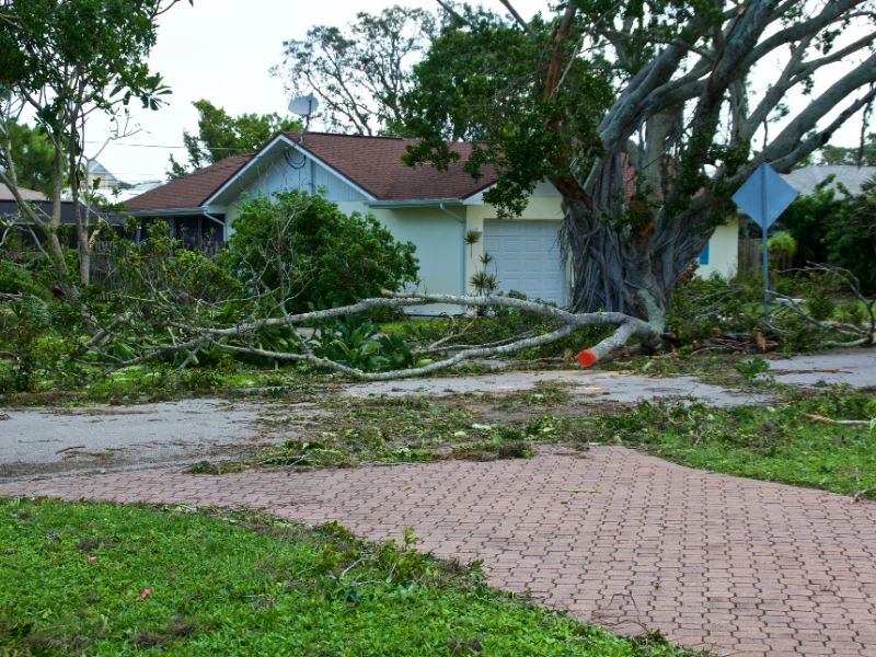 Large fallen tree blocking a residential street in front of a house with scattered branches and leaves. storm damage repair services